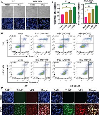 Porcine sapelovirus 2A protein induces mitochondrial-dependent apoptosis